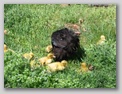 Bantum and her Ducklings