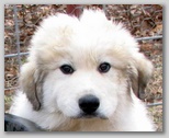 Great Pyrenees