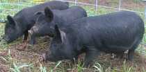 4 Month old Guinea Hogs